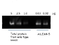 LEA4-5 | Late embryogenesis abundant protein 4-5 (serum) in the group Antibodies Plant/Algal  / Environmental Stress / Drought stress at Agrisera AB (Antibodies for research) (AS13 2758)